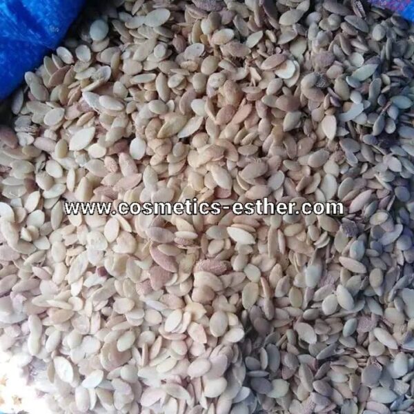 Argan oil seeds – Image 7
